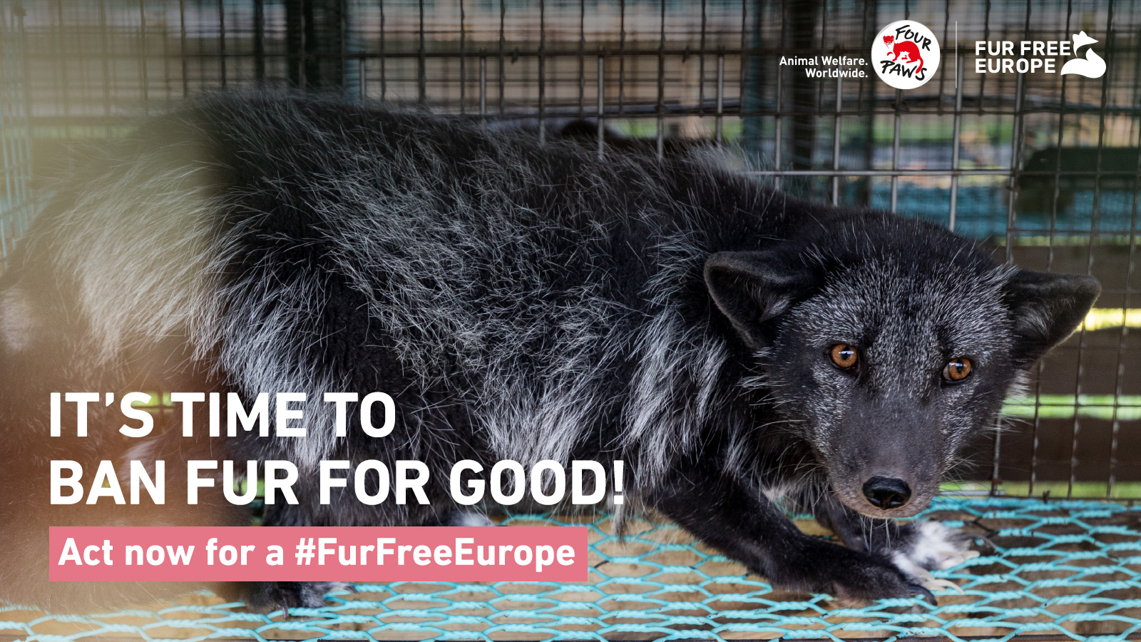 Fur Free Europe Certificate